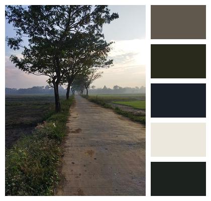 Road Rice Field Forest Image